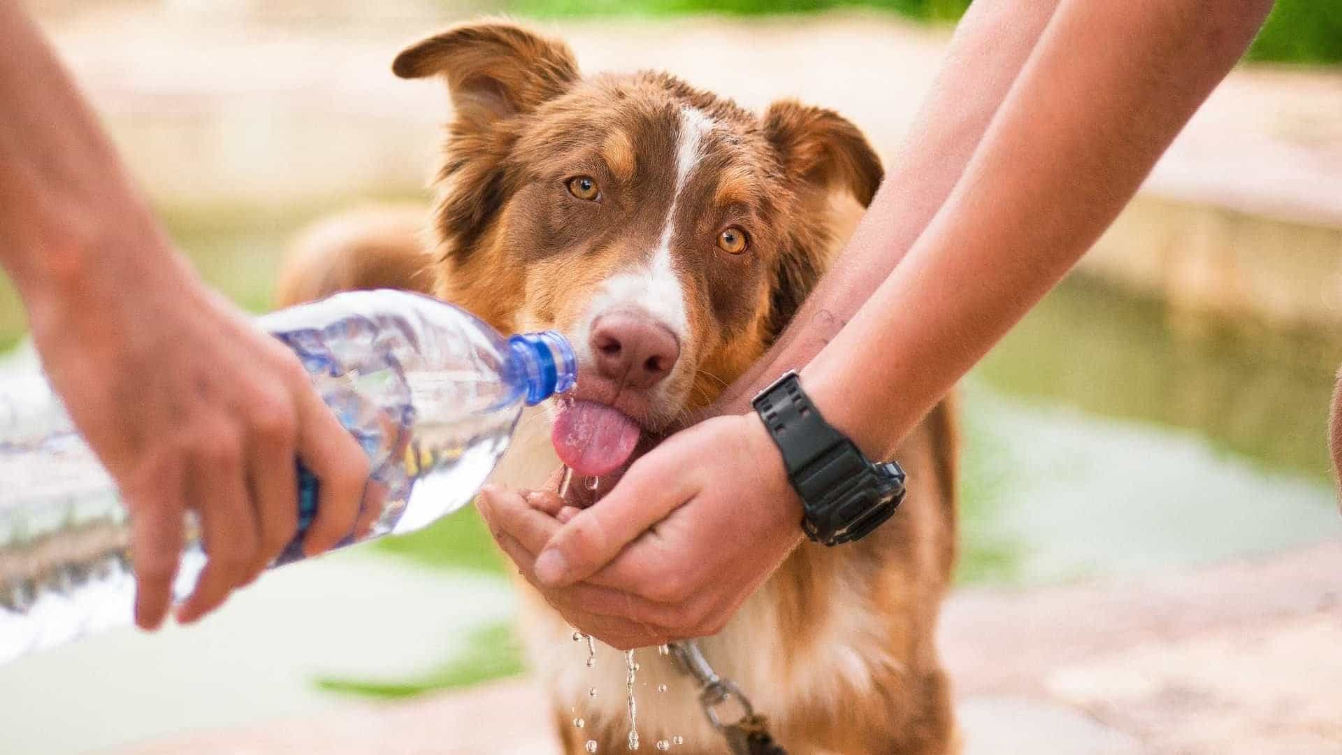 Cuidados com os cães nas altas temperaturas