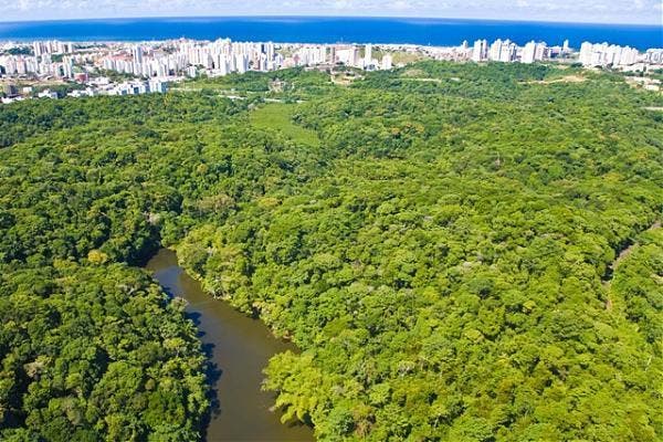 Salvador ganha projeção mapeada para celebrar a plantação de 1 milhão de árvores na Bahia que será realizada por Mucilon