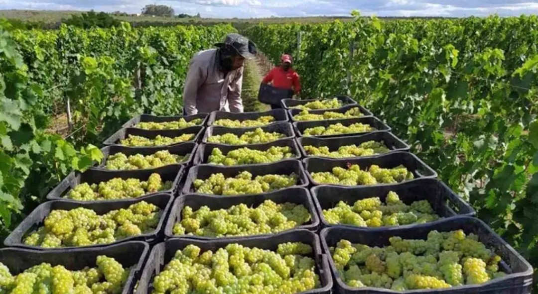 Vinho produzido na Chapada Diamantina ganha prêmio nacional