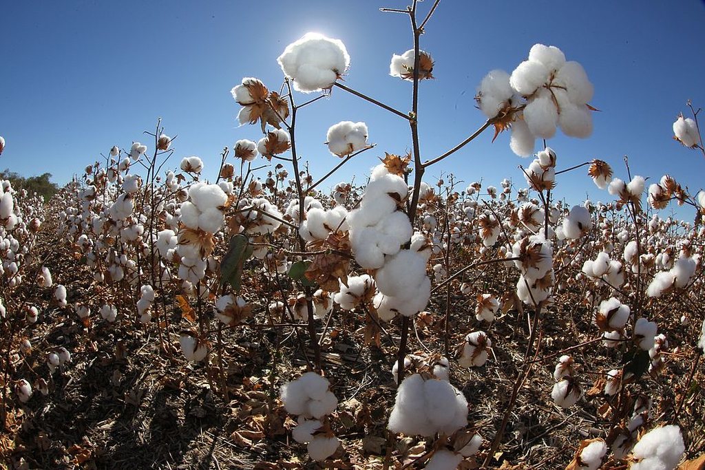 Agronegócio baiano teve crescimento de 5,8%