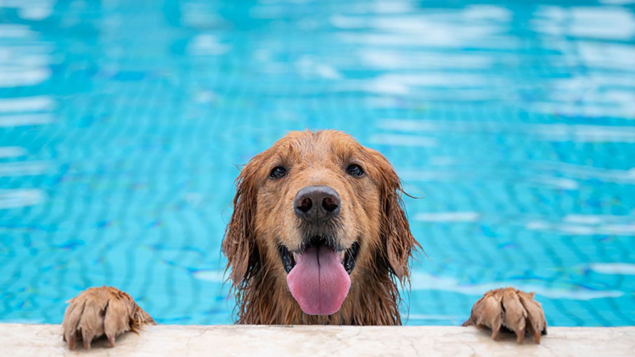 Pesquisa mostra que 71% dos pais de pet não teriam superado 2020 sem seus animais de estimação