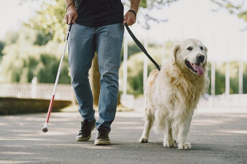 Hoje comemora-se o dia internacional do cão-guia