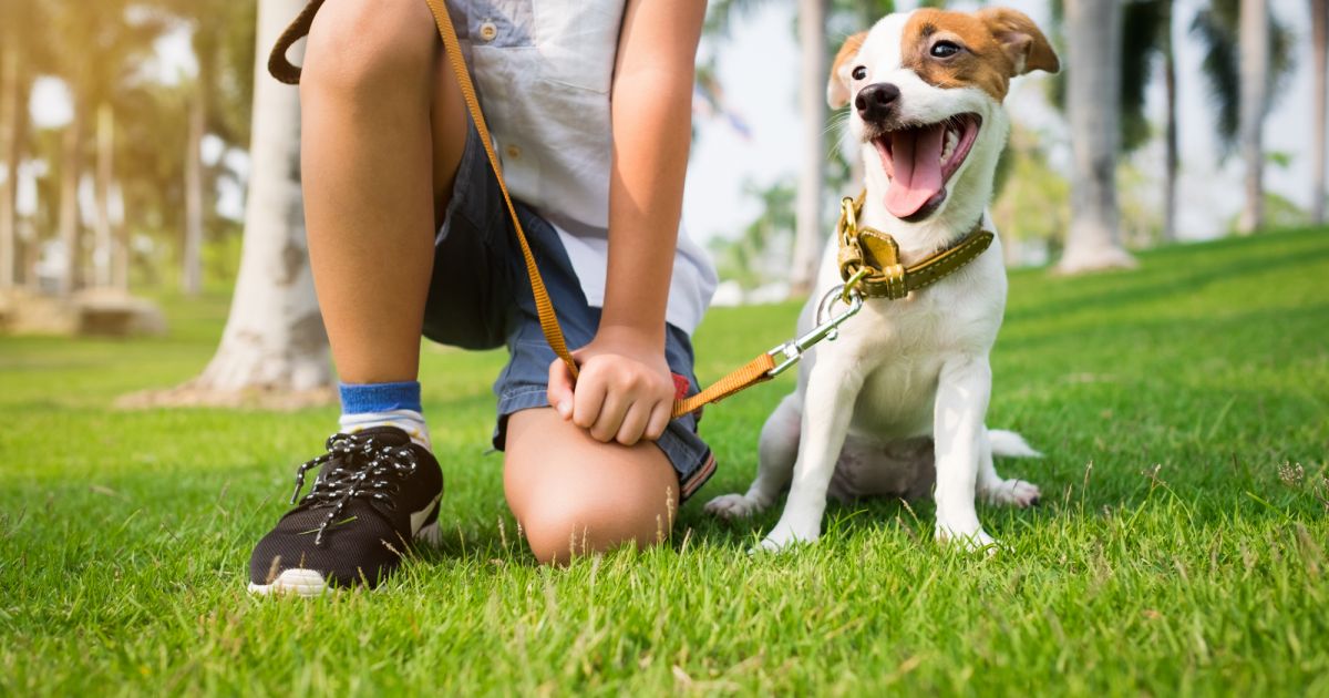 Maio amarelo: 10 dicas para transportar seu pet sem estresse