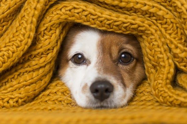 Com chegada do inverno, especialista dá dicas para proteger seu pet dos dias mais gelados