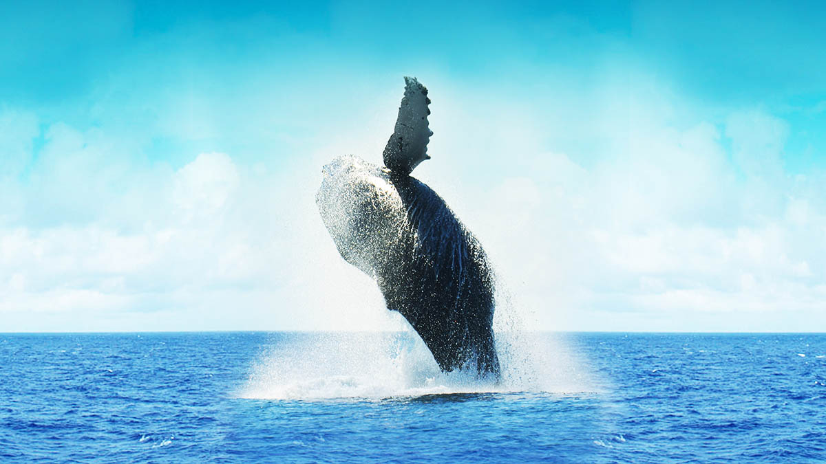 Txai Resort Itacaré é cenário privilegiado para avistar Baleias Jubartes