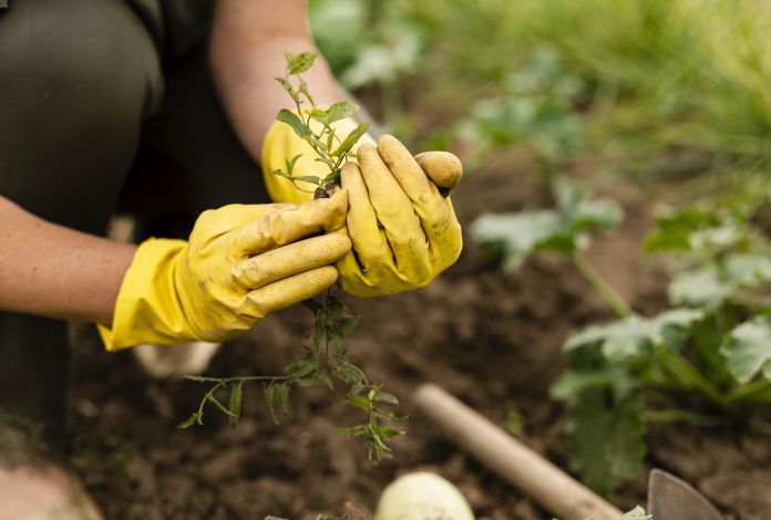 Plantando em casa: Como ajudar o meio ambiente cultivando horta caseira e compostando as sobras orgânicas