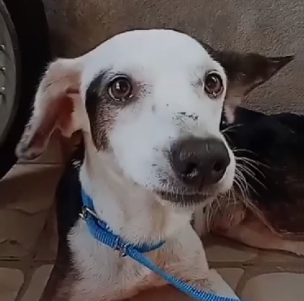 Hoje é o dia nacional de adotar um animal