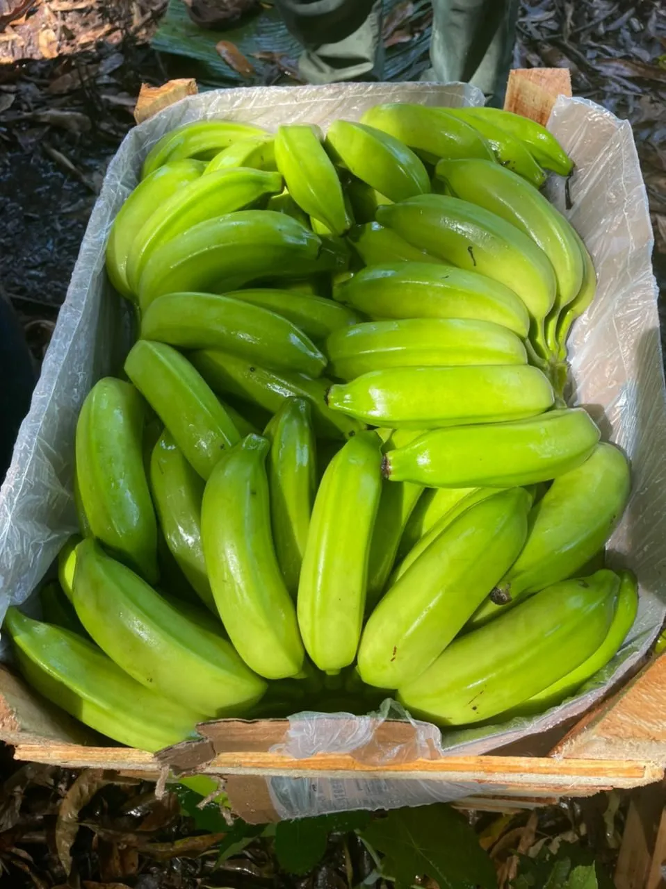 Bahia maior produtora de bananas do país