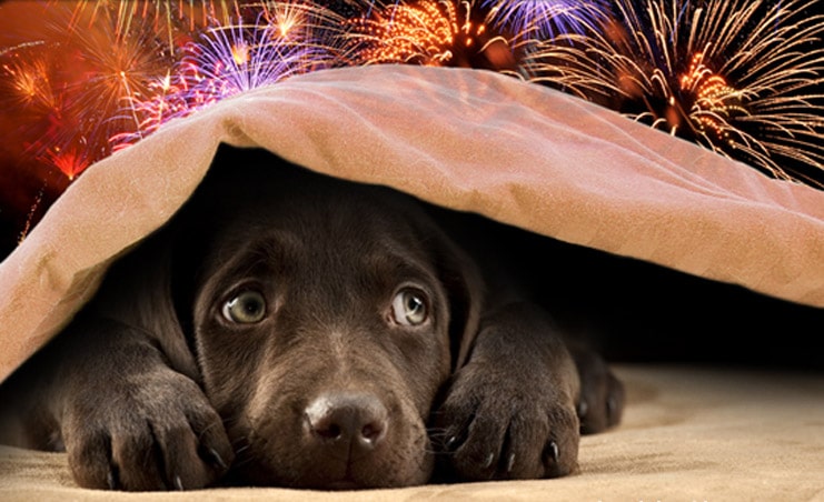 Como manter os animais de estimação calmos durante fogos de artifício