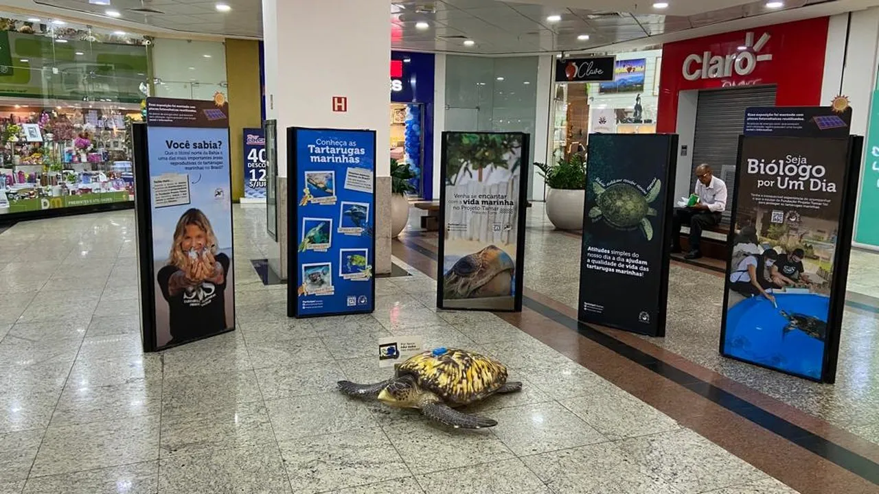 Shopping Itaigara recebe exposição do Projeto Tamar até o próximo sábado