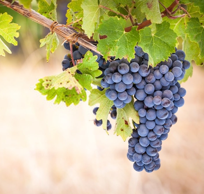 Vinícola UVVA lança seu primeiro vinho elaborado 100% com a uva Syrah