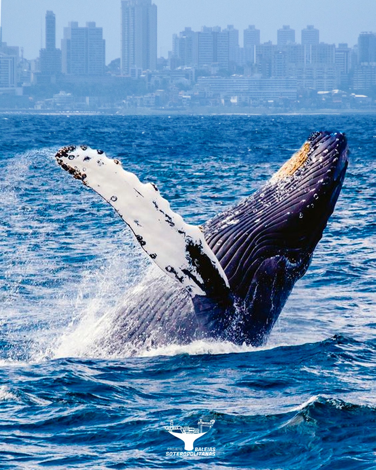 Festival das Baleias promove cultura oceânica e conscientização sobre poluição em Salvador