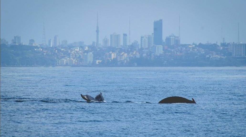 Festival das Baleias oferece experiência "Whale Watching" em Salvador