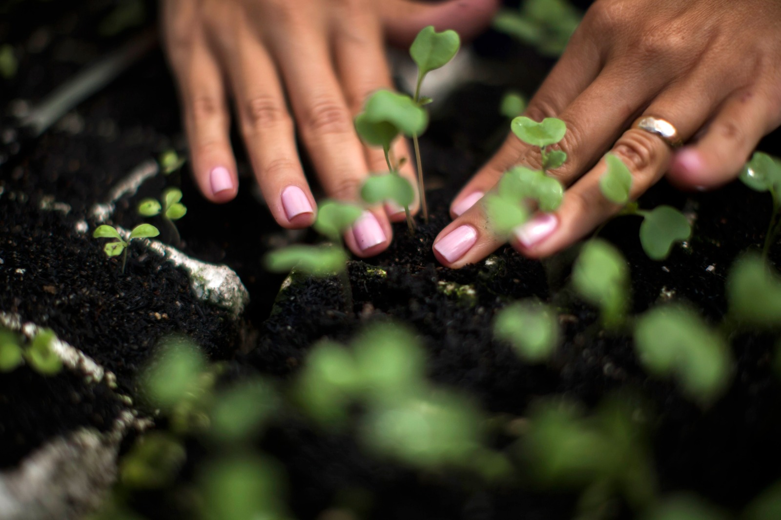 Voluntários celebram Dia da Árvore com plantio de mudas no Parque da Cidade, em Salvador