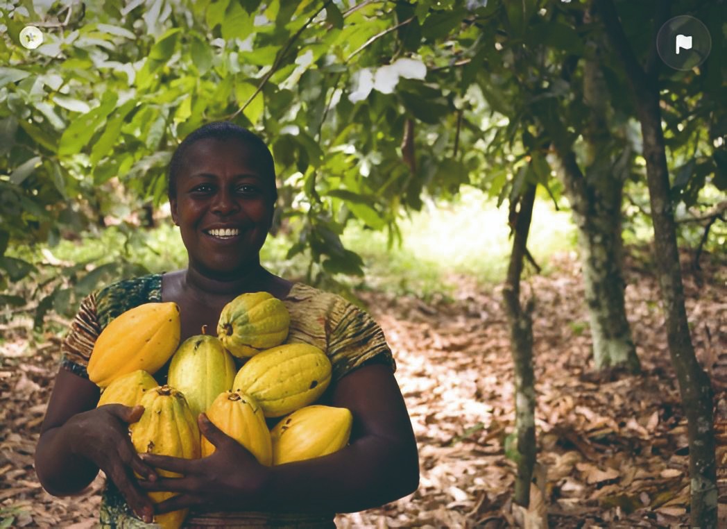 Coluna Agro de Verônica Macedo: Bahia no radar do agro e lderança na produção de cacau