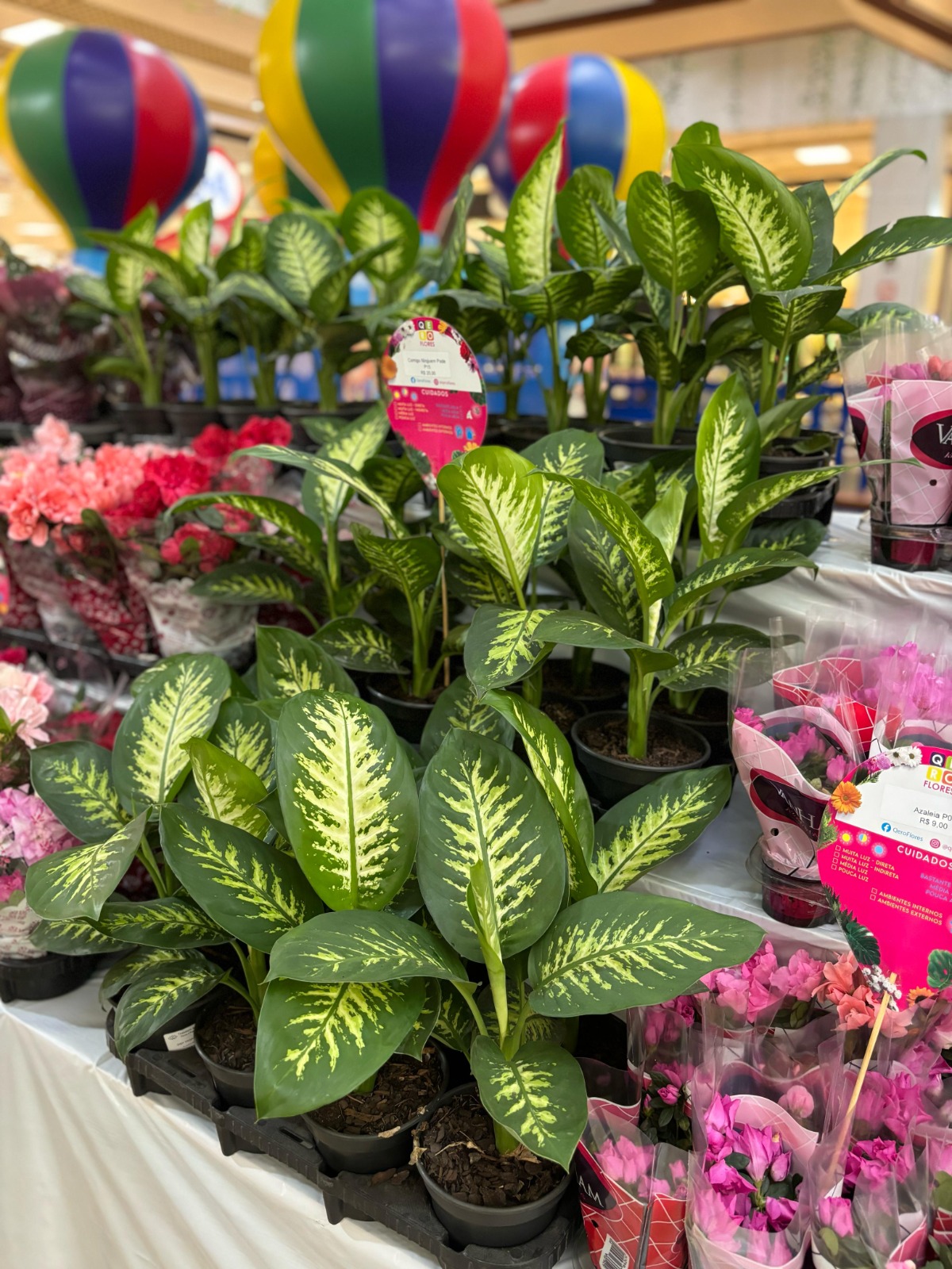 Feira de Flores e Plantas de Holambra acontece no Shopping Piedade