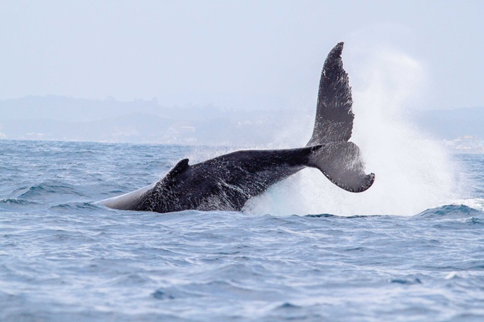 Ilhéus recebe evento gratuito “Bem-vindas, Baleias” no Dia Mundial dos Oceanos