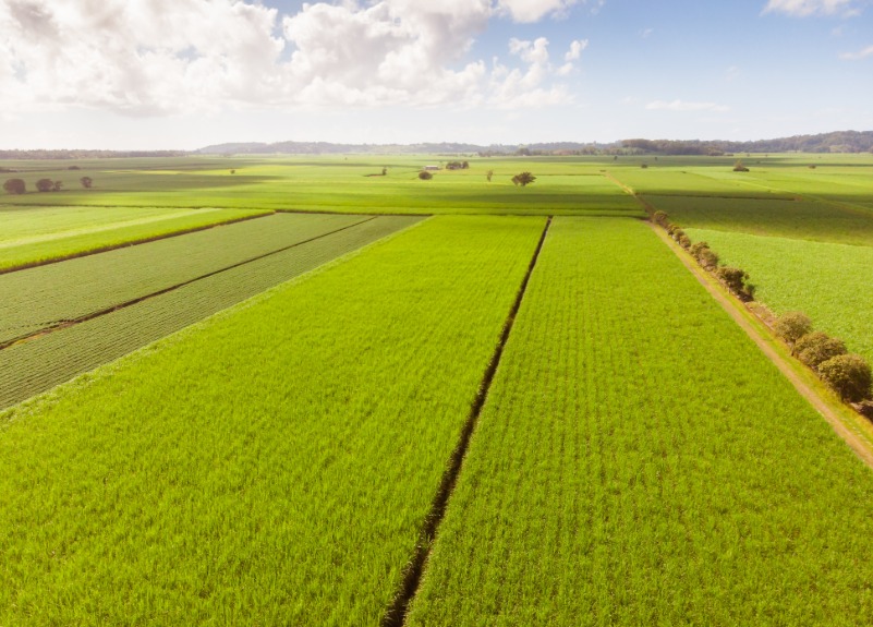 Junho Verde: Sustentabilidade no agro também passa pelo acesso ao crédito
