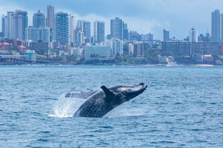 Temporada 2025 de avistamento de baleias-jubarte começa em Salvador com ações educativas e fortalecimento do turismo náutico