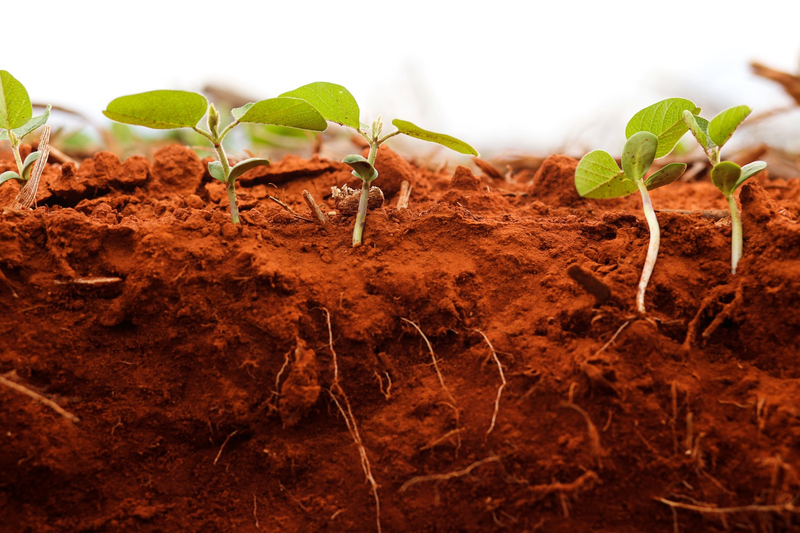 Bioinsumos impulsionam inovação e crescimento no agronegócio