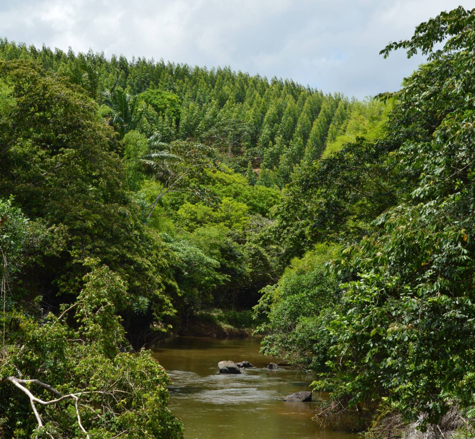 Práticas sustentáveis ganham força no setor de celulose e ajudam a proteger florestas nativas