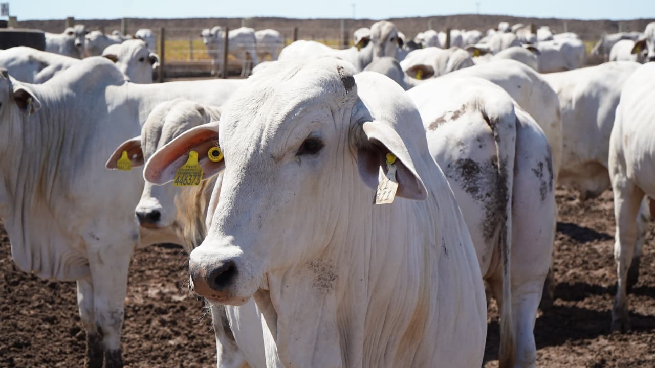 Bahia registra recorde histórico na pecuária com maior rebanho bovino e produção de ovos em 50 anos