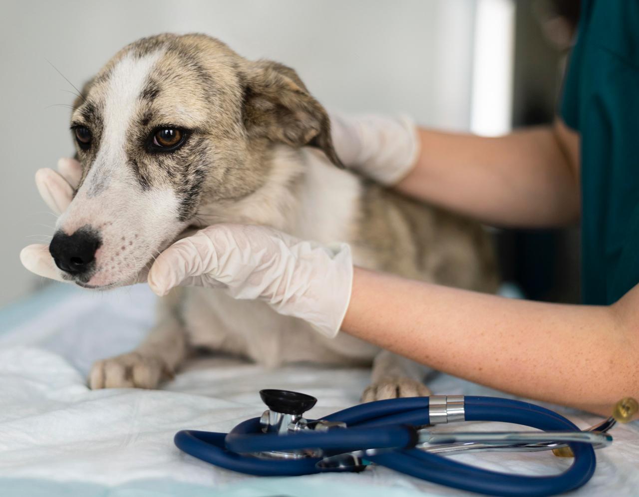 Novembro Azul Pet: faculdade oferece atendimento veterinário gratuito para cães e gatos