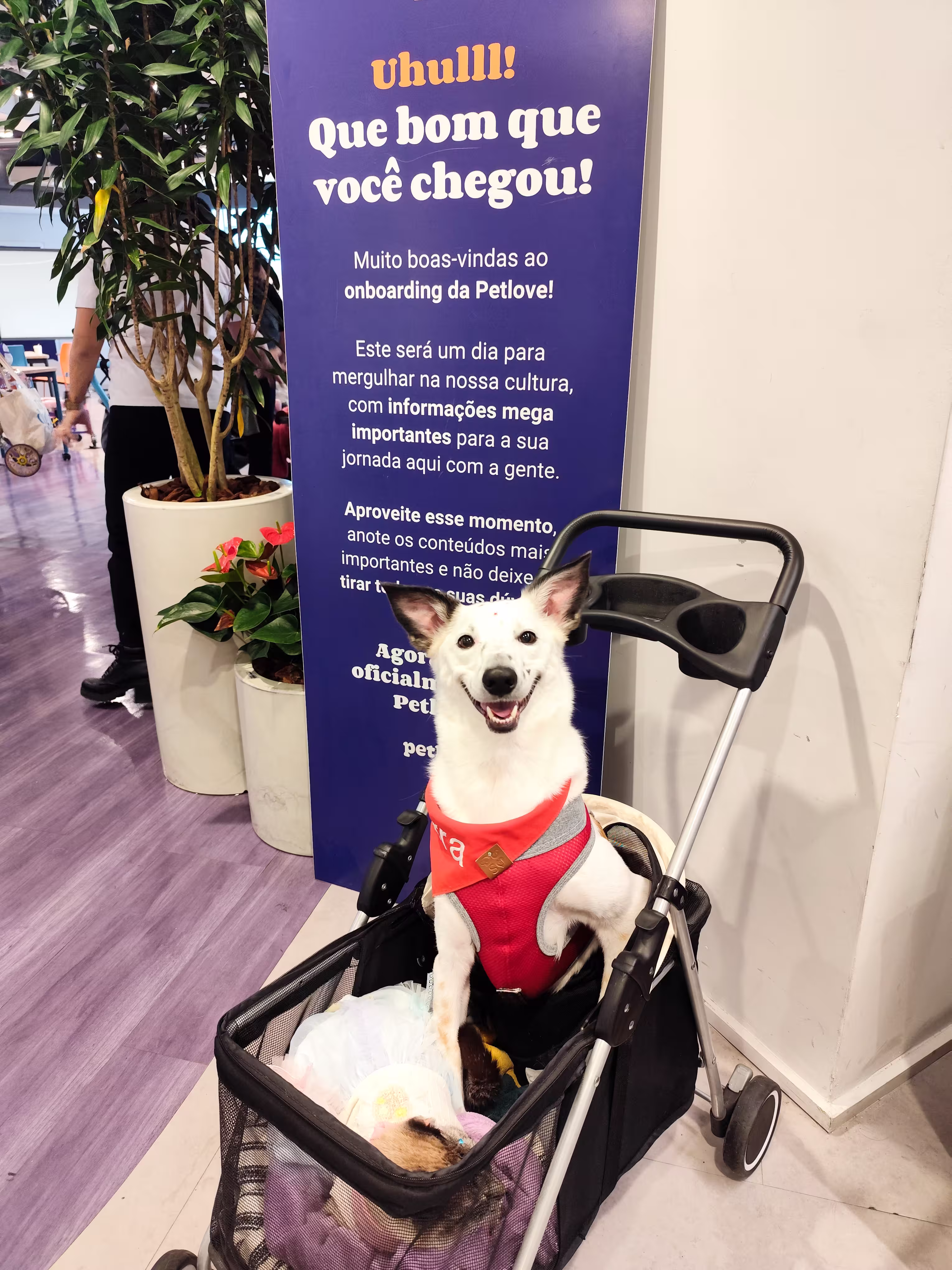 Maior encontro simultâneo de pets com deficiência do Brasil reúne tutores em nove capitais no dia 30 de novembro