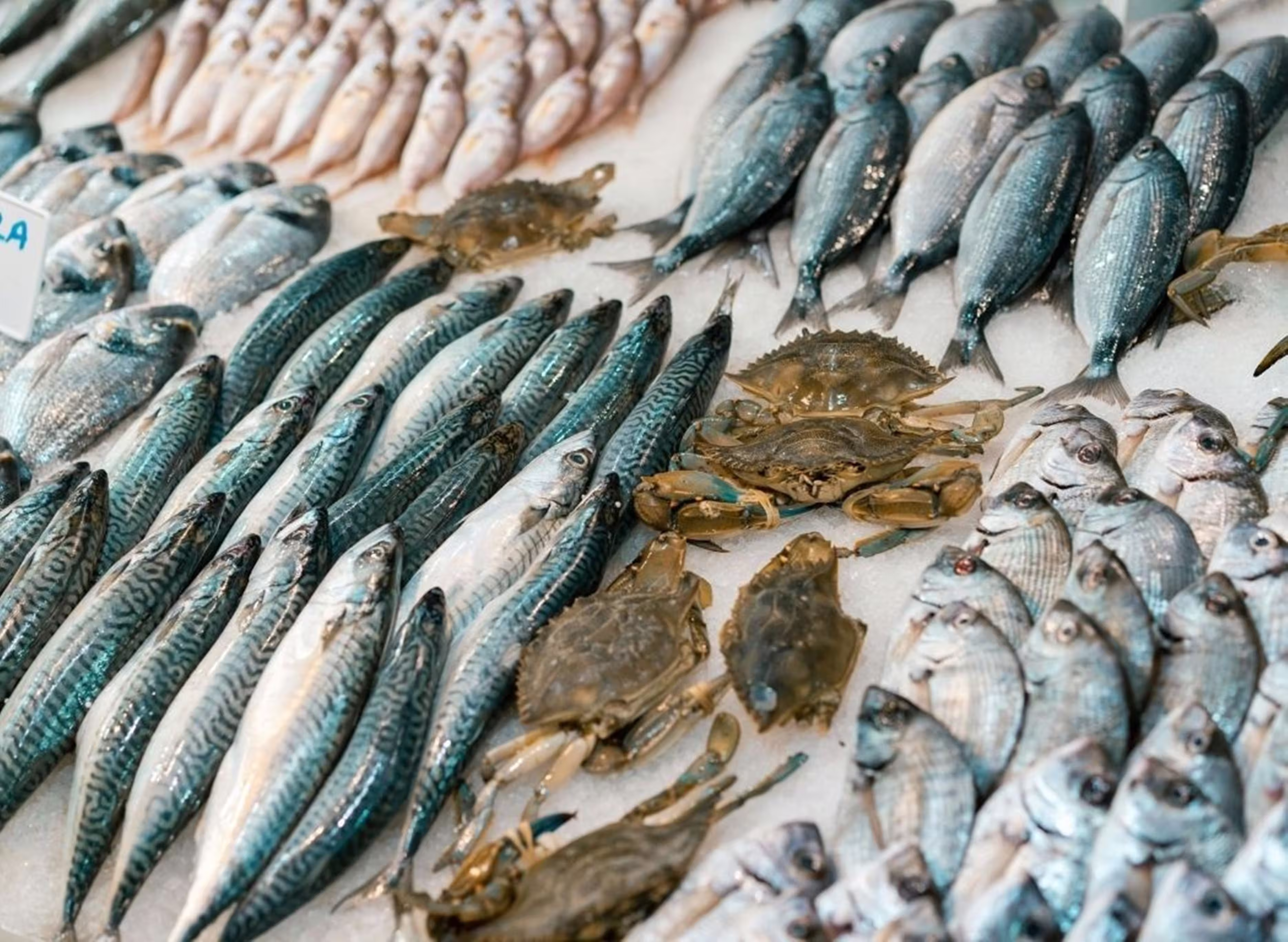 Festival Sabores do Pescado 2025 movimenta o Mercado do Rio Vermelho e fortalece a economia do mar na Bahia
