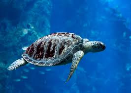 Bahia Adota a Educação Azul: O Oceano no Currículo do Ensino Médio