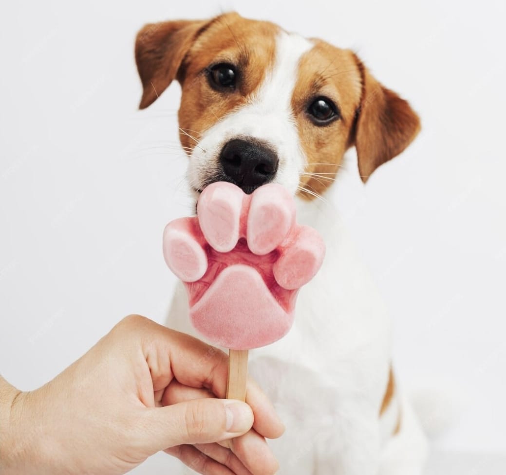 Verão pede atenção redobrada com a saúde dos pets