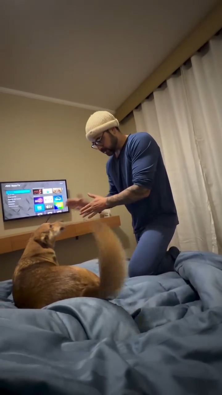 Cachorro se recusa a dormir na própria cama e diverte a internet