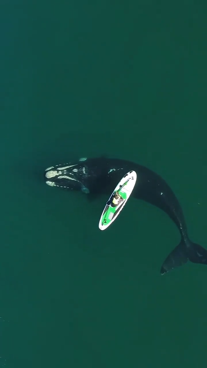 Baleia empurra prancha de stand-up paddle e surpreende esportista na Argentina