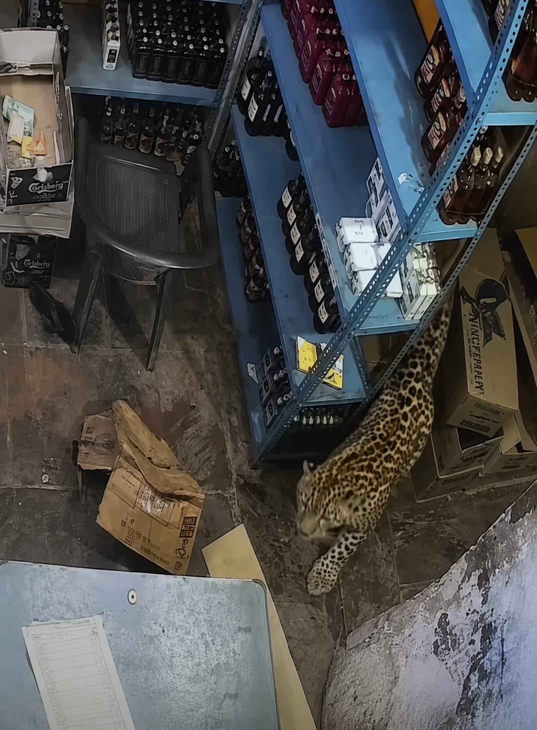 Leopardo é capturado após atacar voluntário e funcionários de loja na Índia