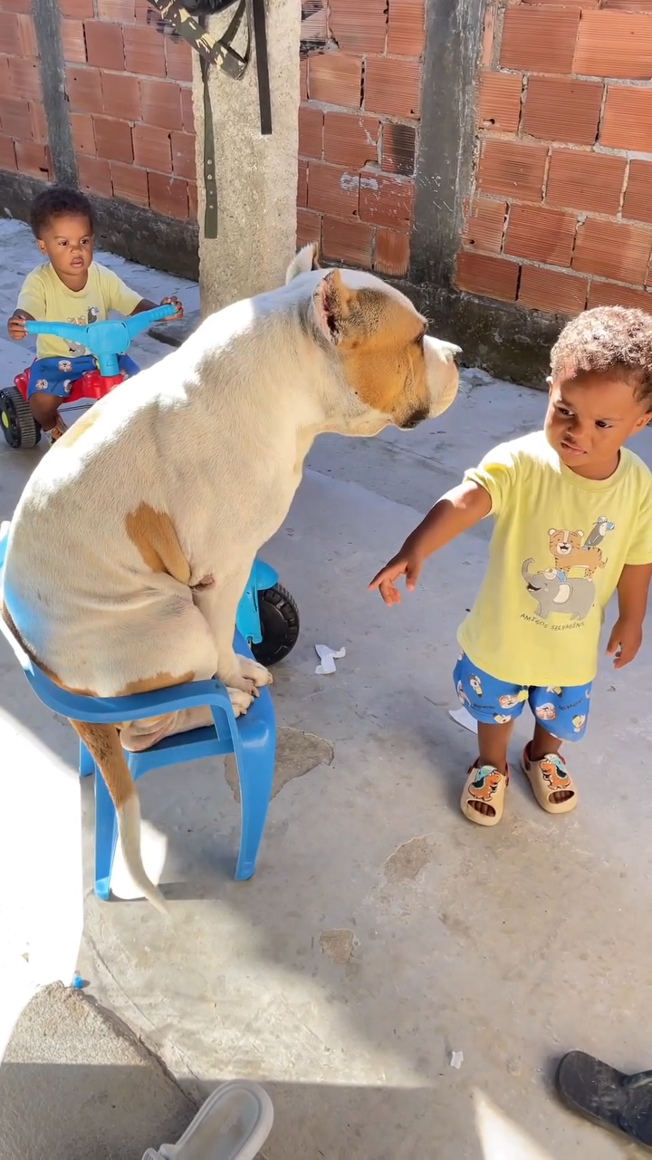 Cachorro "rouba" cadeira de criança e reação de menino diverte a web