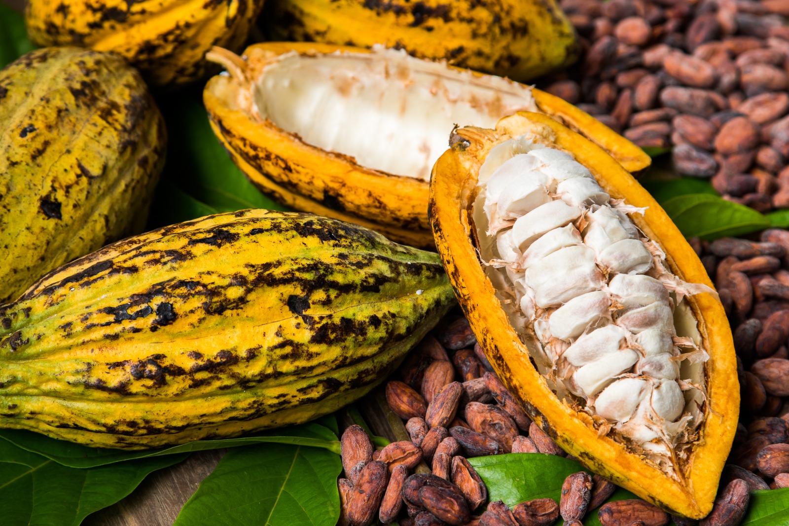 Festival Tempero Bahia celebra sabores da Mata Atlântica em sua 9ª edição