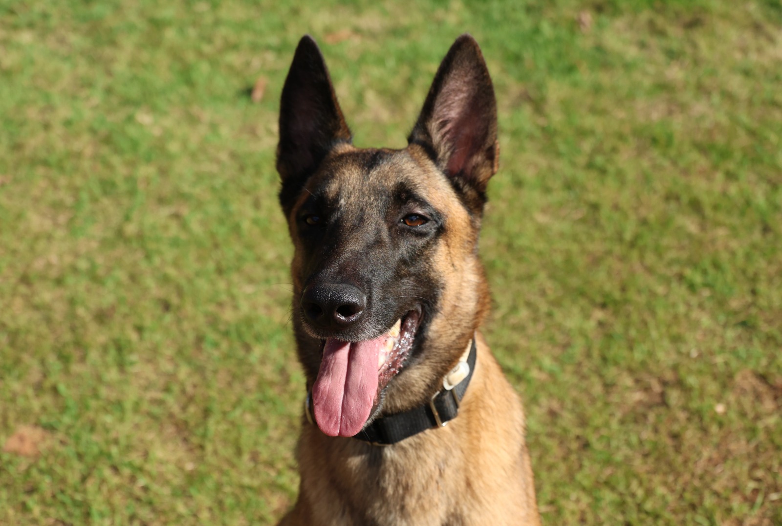 Rambo, cão do Corpo de Bombeiros da Bahia, conquista duas certificações nacionais