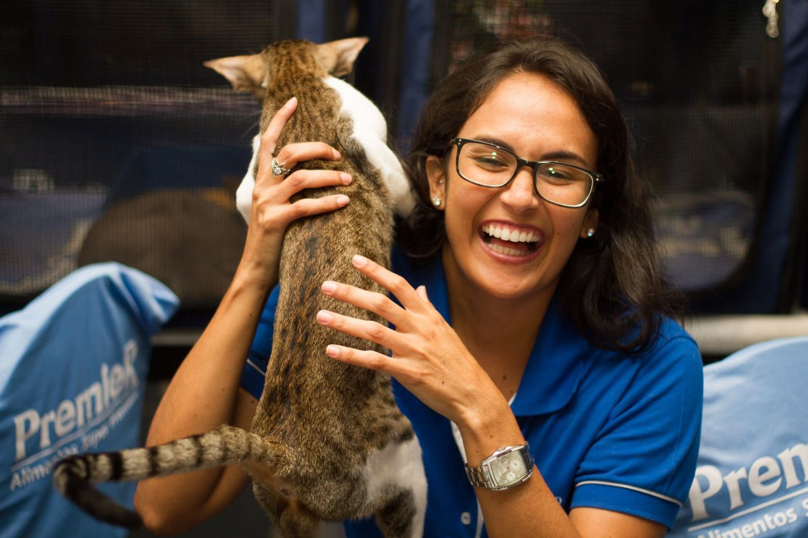 Salvador recebe três exposições internacionais de gatos com adoção responsável